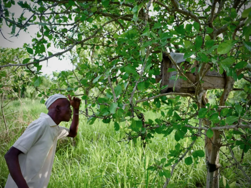 Harvesting Honey in the Afram Plains
