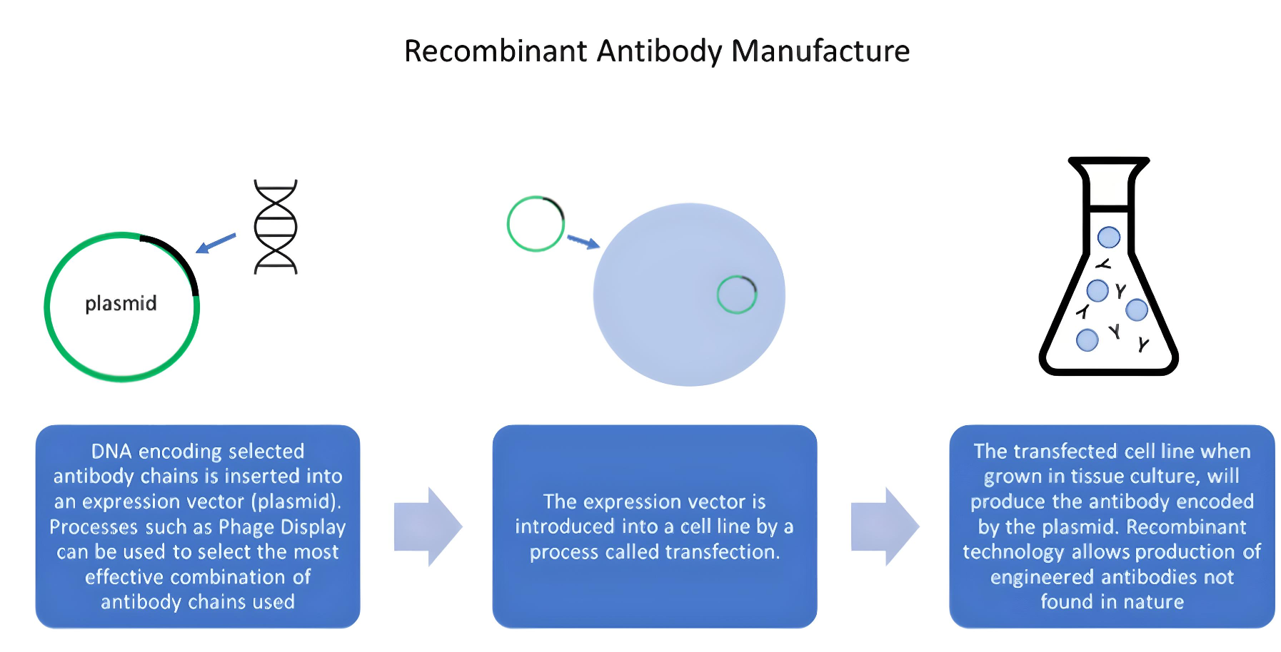 Methodology of Manufacturing Recombinant Antibodies