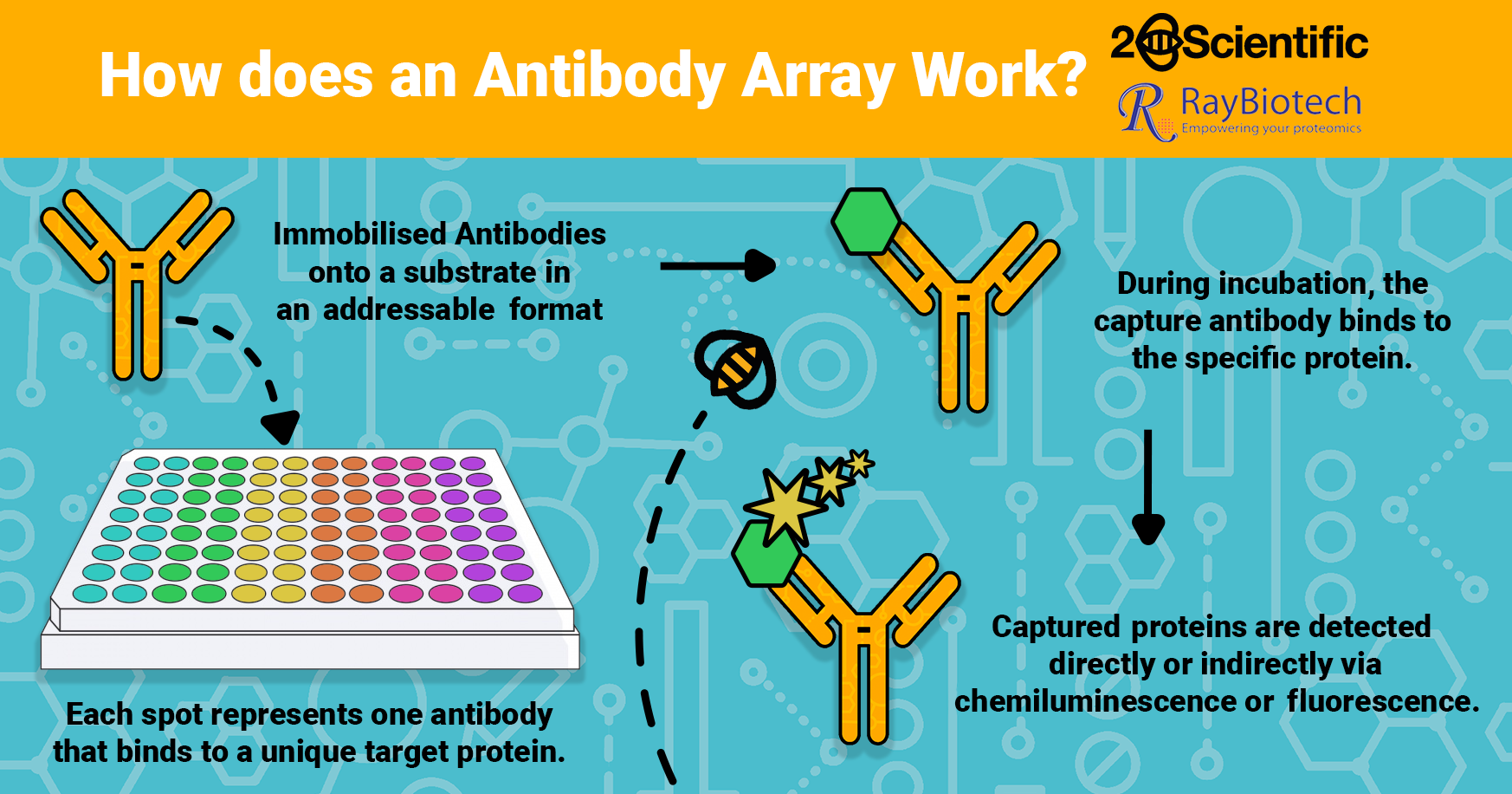 RayBiotech Antibody Arrays
