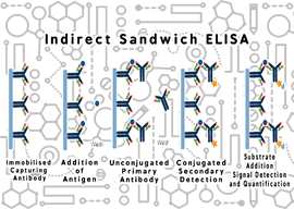 Indirect sandwich ELISA