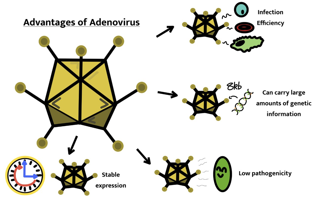 Advantages of Adenoviruses