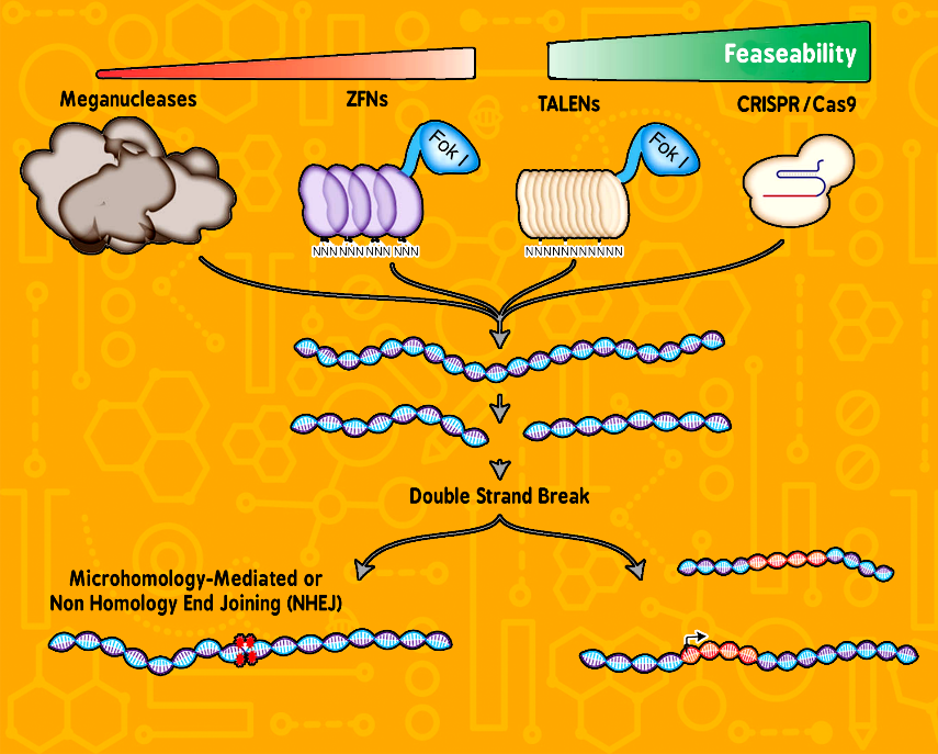 Zinc Finger Nucleases (ZFNs)