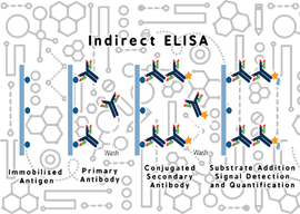 Indirect ELISA