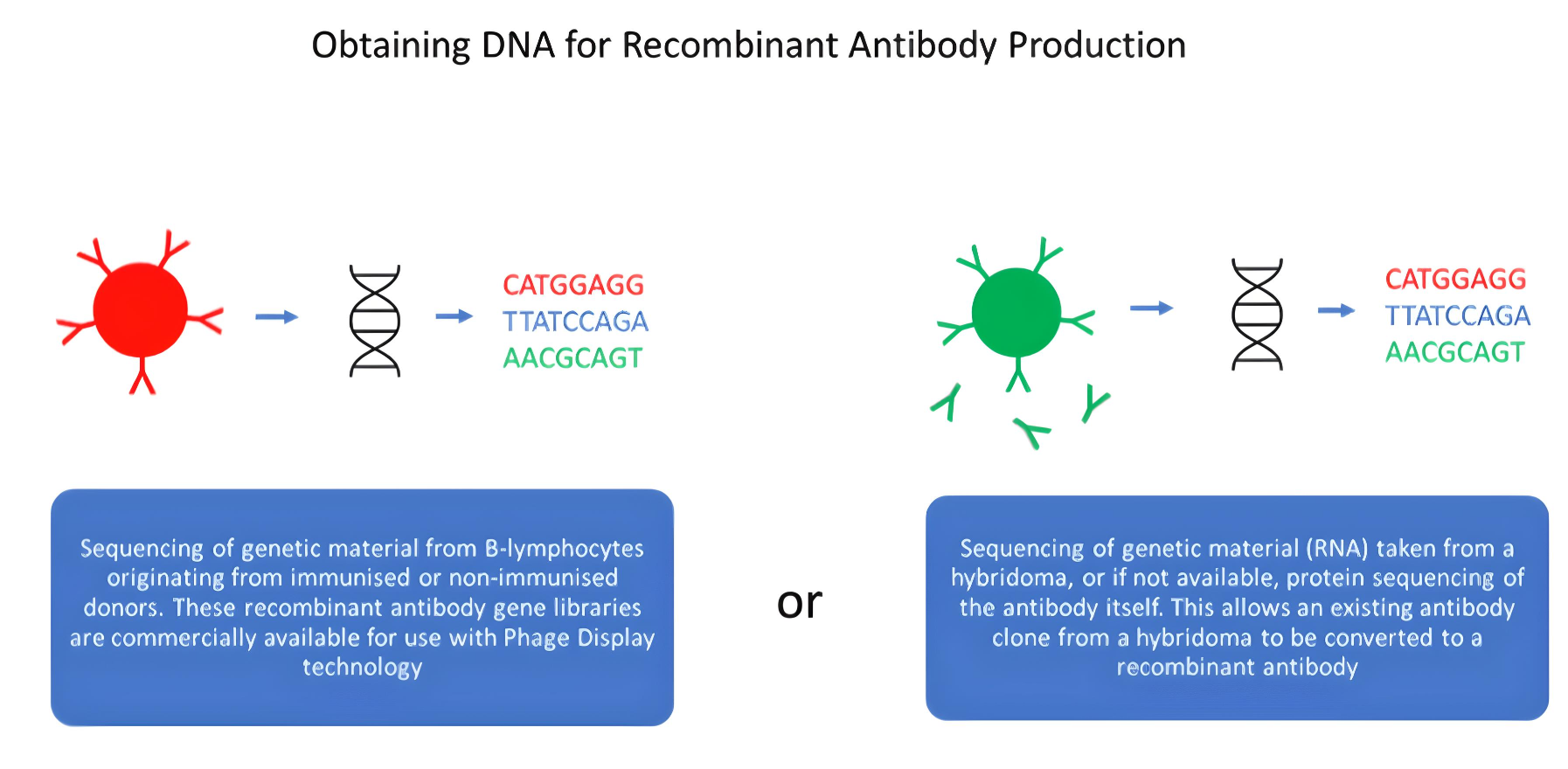 Methodology of obtaining DNA for production of recombinant antibodies