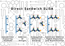 Direct sandwich ELISA