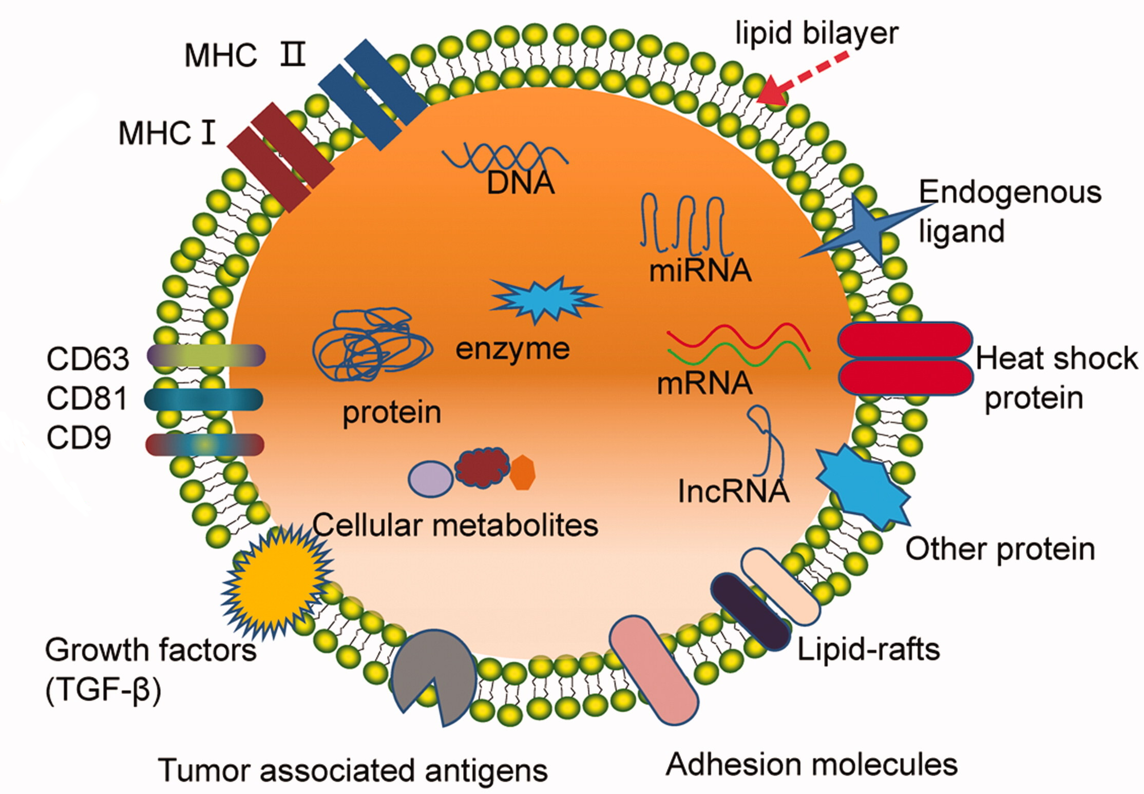 Key Components of Extracellular Vesicles