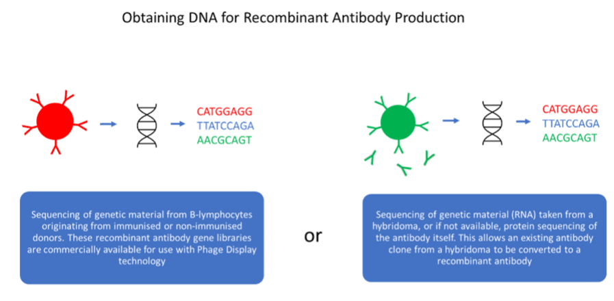 Methodology of obtaining DNA for production of recombinant antibodies