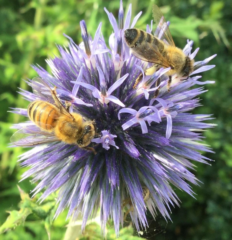 Bee Blog September 