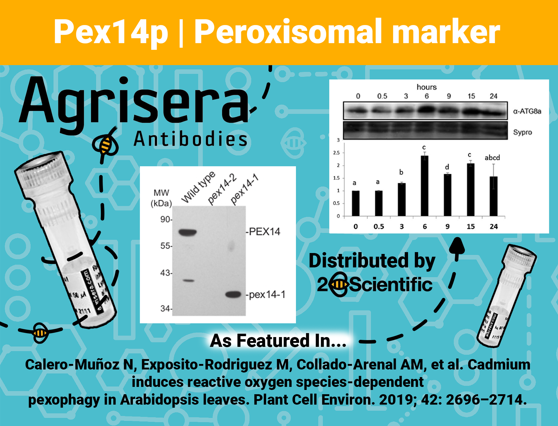 Cadmium induces reactive oxygen species‐dependent pexophagy in Arabidopsis leaves