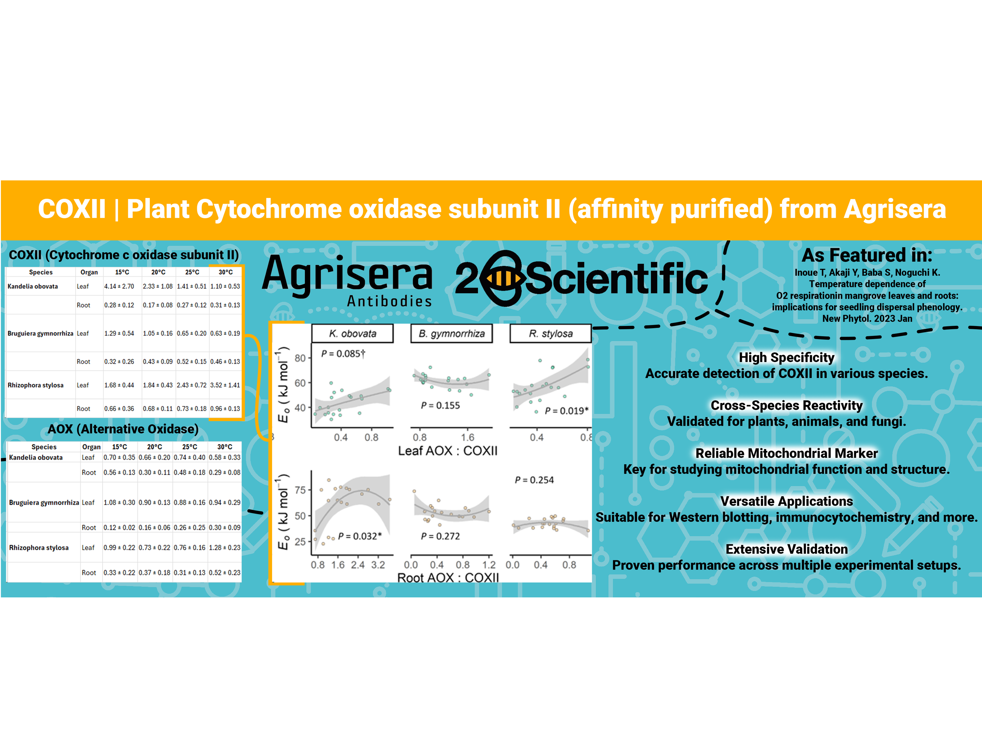 COXII - Plant Cytochrome oxidase subunit II (affinity purified)