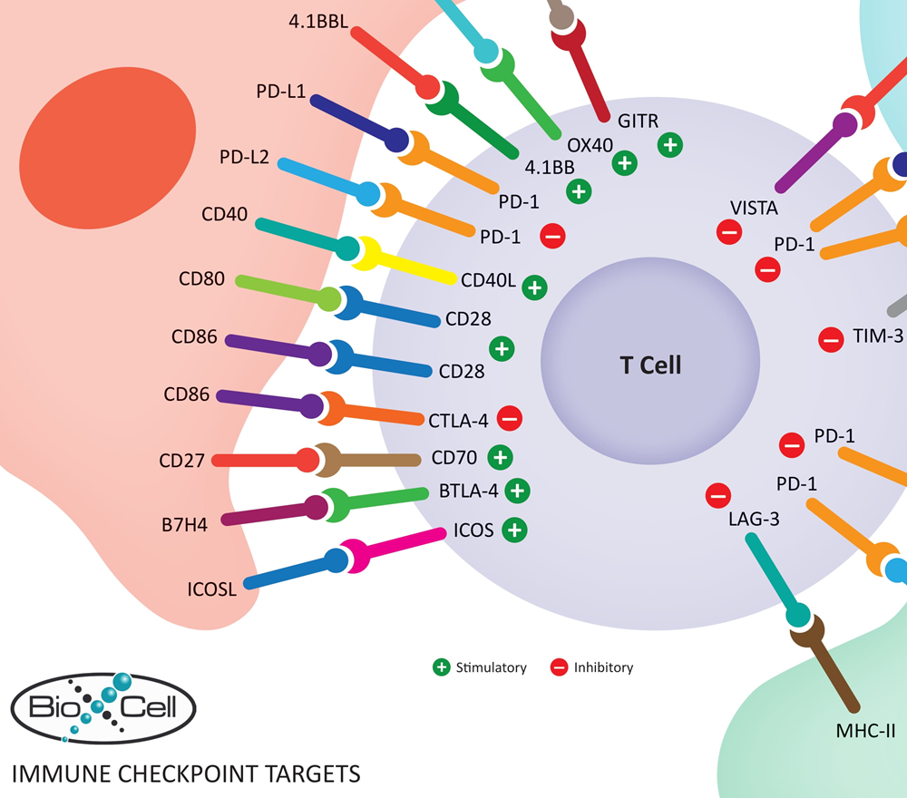 Immune Checkpoint Proteins with Bio X Cell