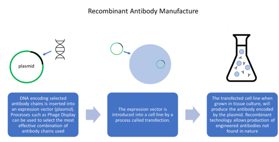 Methodology of Manufacturing Recombinant Antibodies