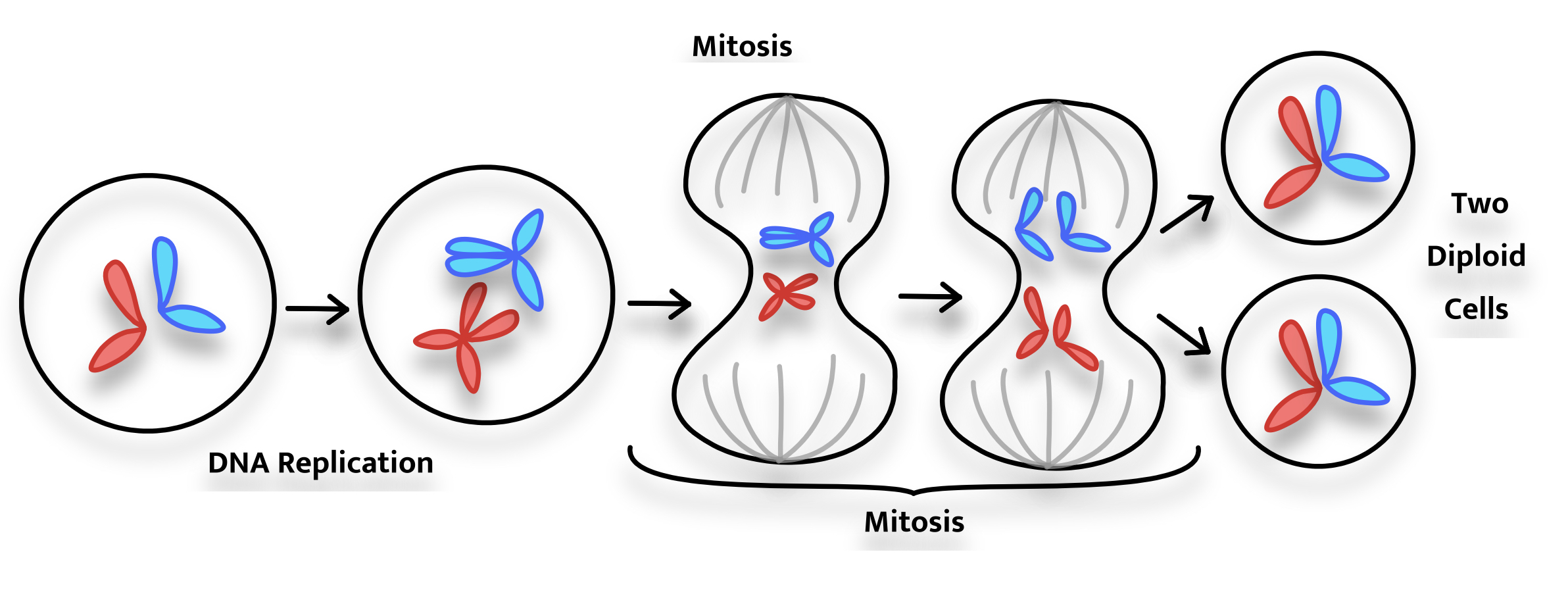 Mitosis Diagram