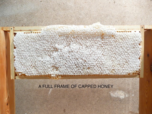 Bee Blog August