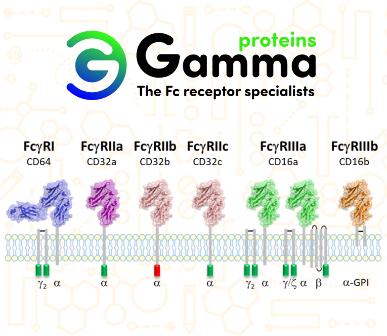Introducing Fc Receptors from Gamma Proteins