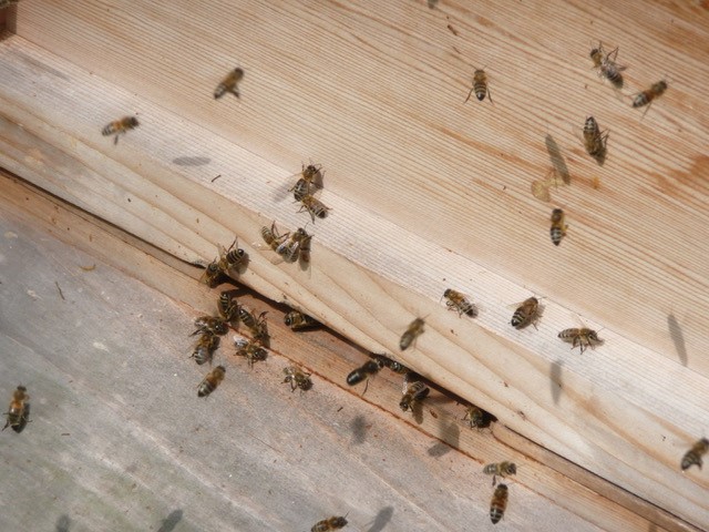 Bee Blog May