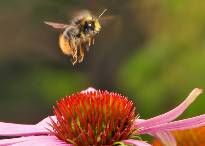 How To Revitalise Tired Bees