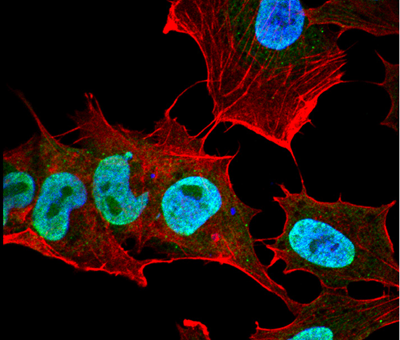 Alpha Synuclein Products