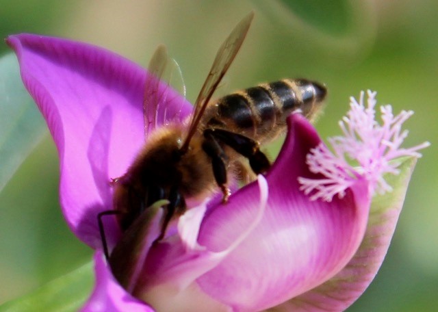 Bee Blog December