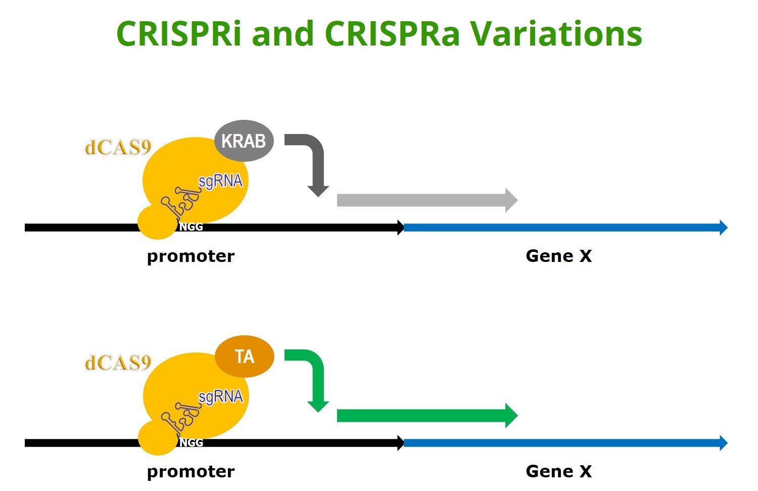 Cellecta, Inc. Launches the First Commercially Available Dual-sgRNA Libraries for CRISPRa and CRISPRi Genetic Screens