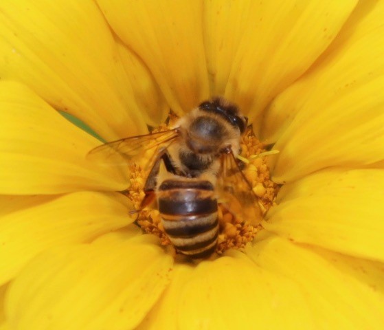 Bee Blog January 