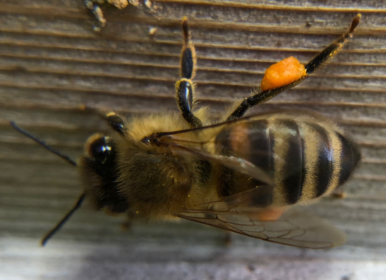 Bee Blog - March 2021