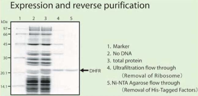 Example of expression and reverse purification of DHFR produced in PURESYSTEM®