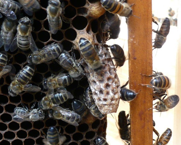 Bee Blog July